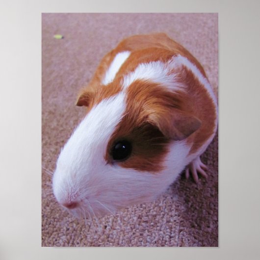 Guinea Pig Poster (Vorne)