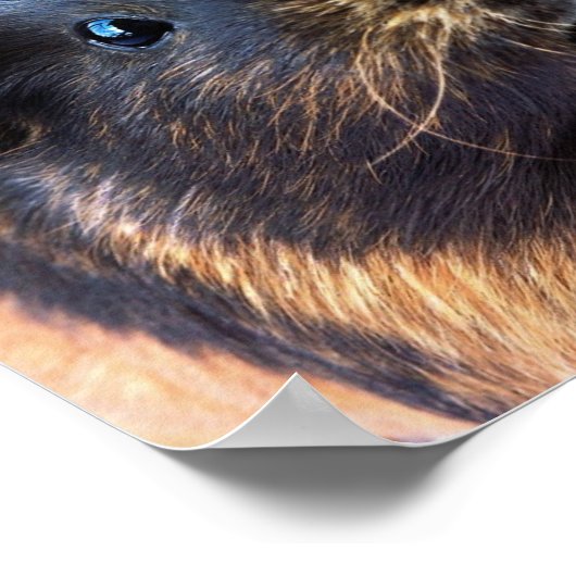 Guinea-Pig Poster (Ecke)