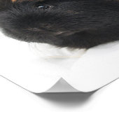 Guinea Pig Poster (Ecke)