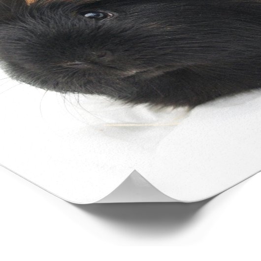 Guinea Pig Poster (Ecke)