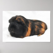Guinea Pig Poster (Vorne)