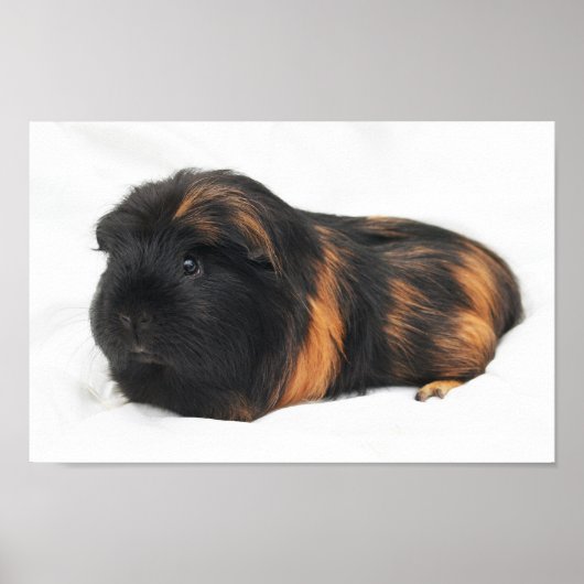 Guinea Pig Poster (Vorne)