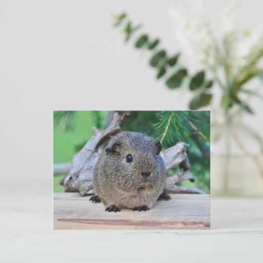 Guinea Pig Postkarte (Stehend Vorderseite)