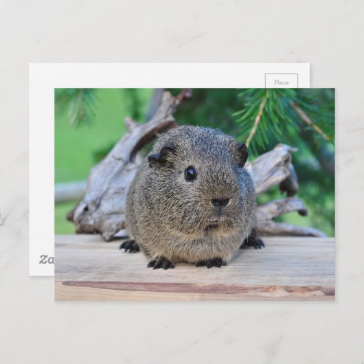Guinea Pig Postkarte (Vorne/Hinten)