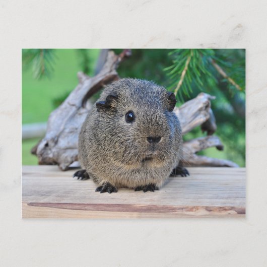 Guinea Pig Postkarte (Vorderseite)