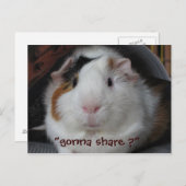 Guinea Pig Postkarte (Vorne/Hinten)