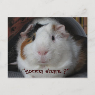 Guinea Pig Postkarte