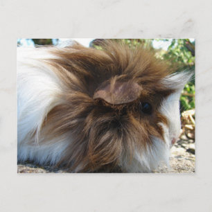 Guinea Pig Postkarte