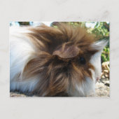 Guinea Pig Postkarte (Vorderseite)