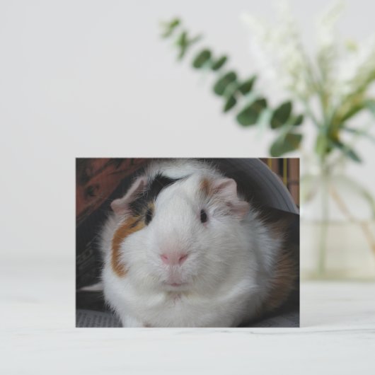 Guinea Pig Postkarte (Stehend Vorderseite)