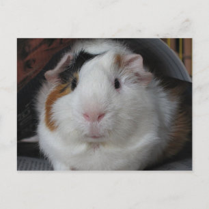 Guinea Pig Postkarte