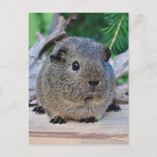 Guinea Pig Postkarte (Vorderseite)