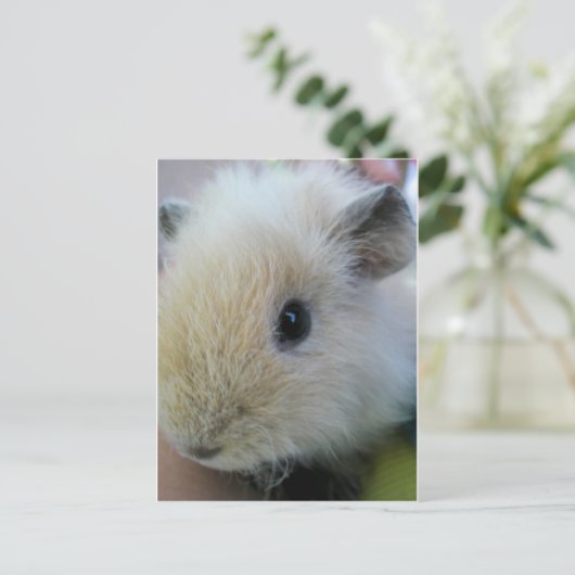 Guinea Pig Postkarte (Stehend Vorderseite)