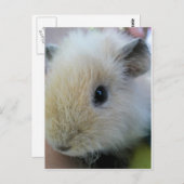 Guinea Pig Postkarte (Vorne/Hinten)