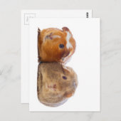 Guinea Pig Postkarte (Vorne/Hinten)