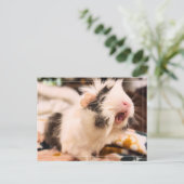 Guinea Pig Postkarte (Stehend Vorderseite)