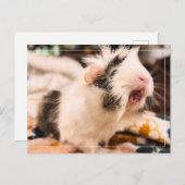 Guinea Pig Postkarte (Vorne/Hinten)