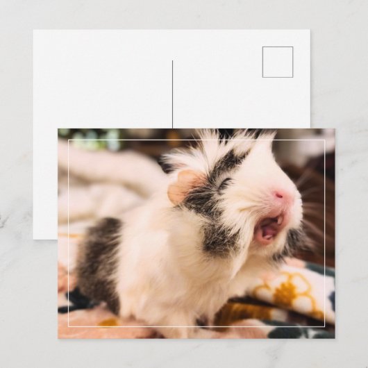 Guinea Pig Postkarte (Vorne/Hinten)