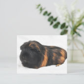Guinea Pig Postkarte (Stehend Vorderseite)