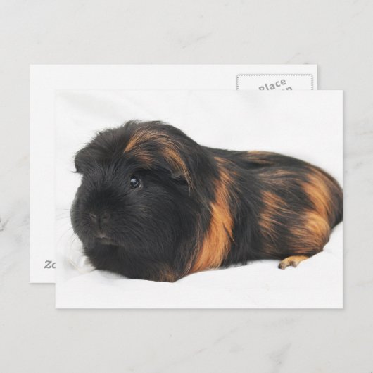 Guinea Pig Postkarte (Vorne/Hinten)