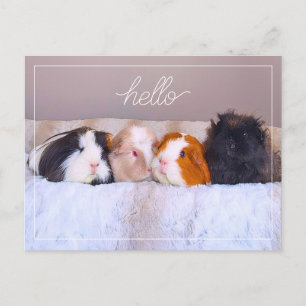 Guinea Pig Postkarte