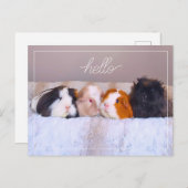 Guinea Pig Postkarte (Vorne/Hinten)