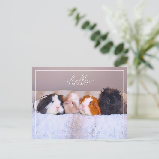 Guinea Pig Postkarte (Stehend Vorderseite)