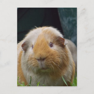 Guinea Pig Postkarte