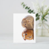 Guinea Pig Postkarte (Stehend Vorderseite)