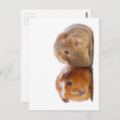 Guinea Pig Postkarte (Vorne/Hinten)