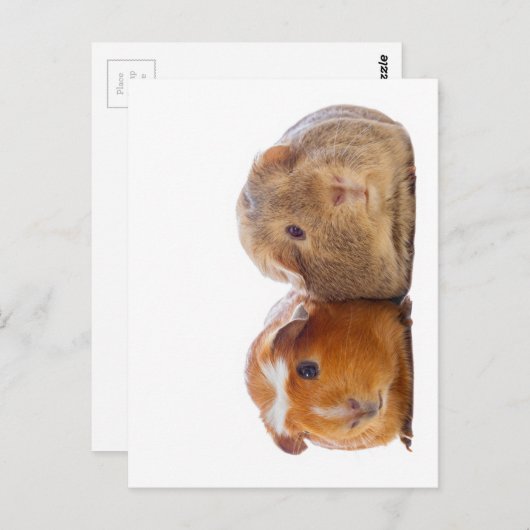 Guinea Pig Postkarte (Vorne/Hinten)