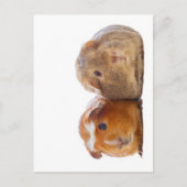 Guinea Pig Postkarte (Vorderseite)