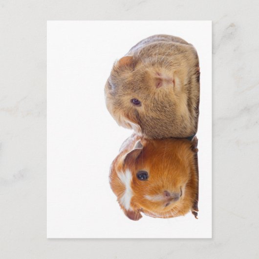 Guinea Pig Postkarte (Vorderseite)