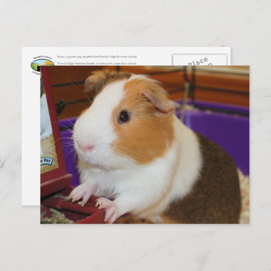 Guinea Pig Postkarte (Vorne/Hinten)