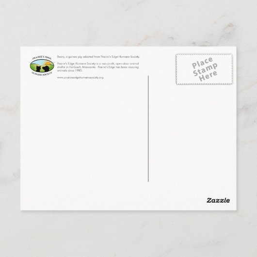 Guinea Pig Postkarte (Rückseite)