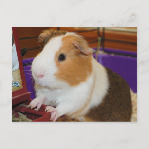 Guinea Pig Postkarte