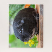 Guinea Pig Puzzle (Vertikal)