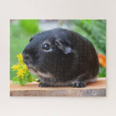 Guinea Pig Puzzle (Horizontal)