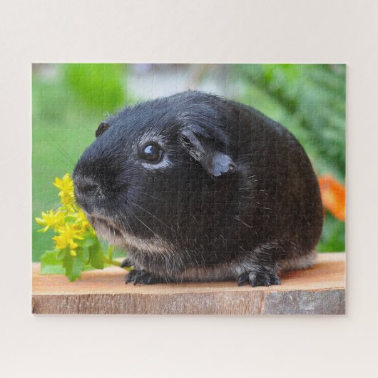 Guinea Pig Puzzle (Horizontal)