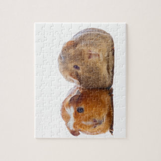 Guinea Pig Puzzle