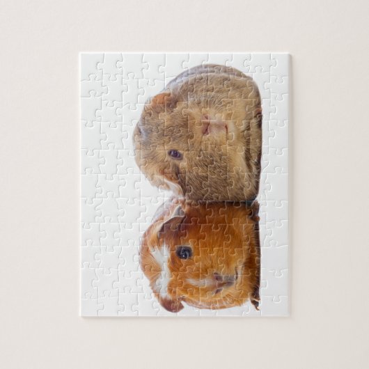 Guinea Pig Puzzle (Vertikal)