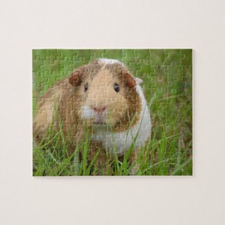 Guinea Pig Puzzle