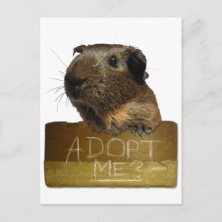 Guinea Pig Rescue Adoption Postkarte