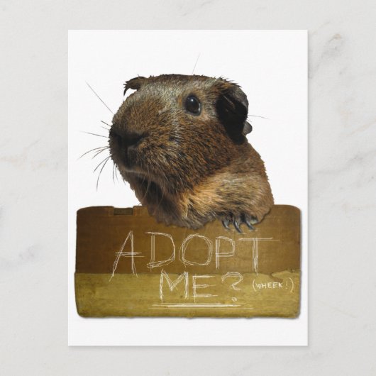 Guinea Pig Rescue Adoption Postkarte (Vorderseite)