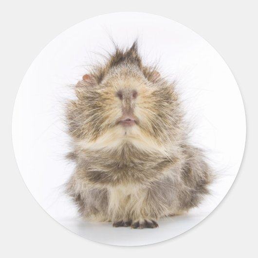 Guinea Pig Runder Aufkleber (Vorderseite)