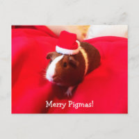 Guinea Pig Santa Claus Weihnachtsfeiertag