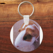 Guinea Pig Schlüsselanhänger (Vorderseite)