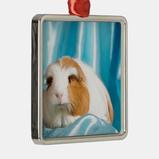 guinea pig silbernes ornament (Rechts)