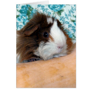 Guinea Pig und Butternut Squash