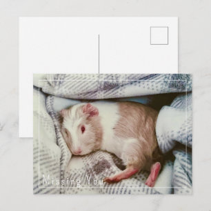 Guinea Pig Vermisst Sie Postkarte bearbeiten